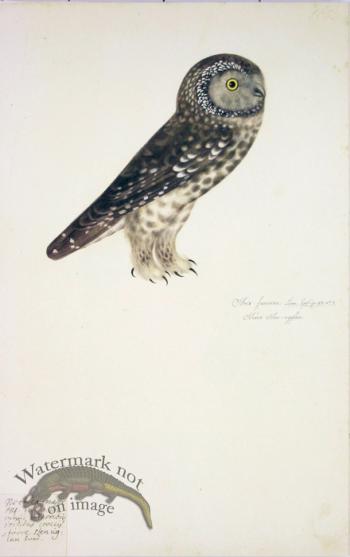 165 Swedish Birds . Strix funerea ? Tengmalm's Owl